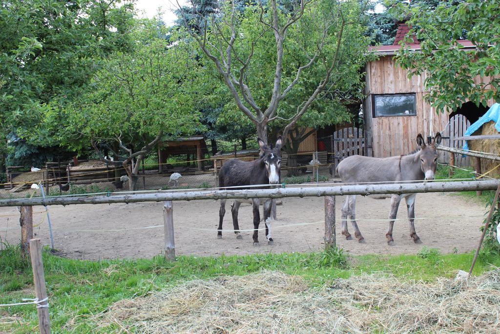 Penzion Pod Rozhlednou Janov Exterior foto